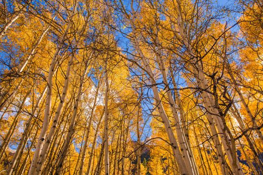 Orange Aspen Trees. Fall in Colorado, USA.