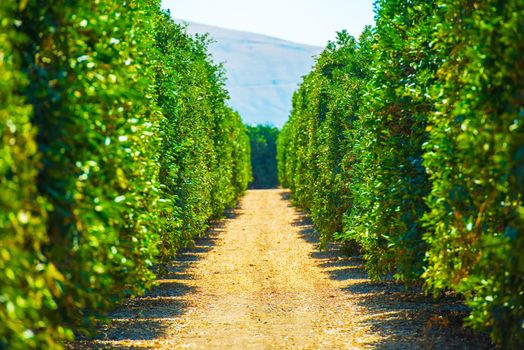 California Produce Farm. Cultivation of Californian Fruits.