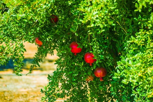 Pomegranate Tree and Fruits. California Organic Produce.
