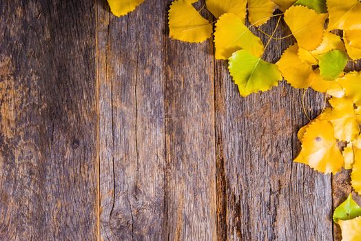 Autumn Fall Background. Aged Reclaimed Wood Planks and Golden Aspen Tree Leaves. Copy Space Area. Fall wooden Backdrop.