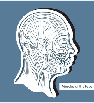 Human anatomie Muscles of the Face (Facial Muscles) - Medical Illustration, Human Anatomy Drawing Background