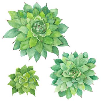 Hand-painted drawing with three green tropical plants isolated on white background, Sempervivum botanical illustration