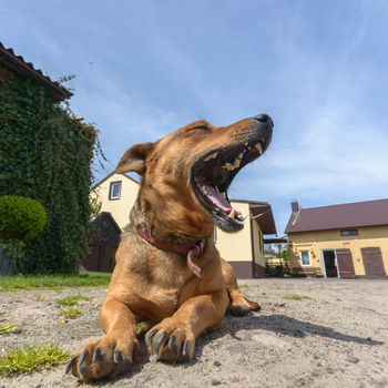 funny dog in sunny day, animals series