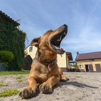 funny dog in sunny day, animals series