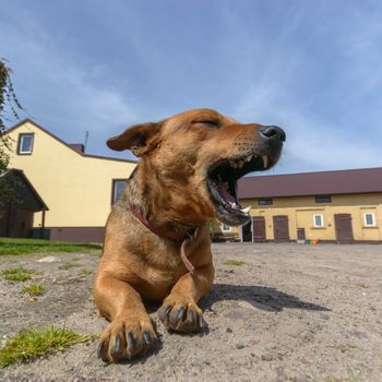 funny dog in sunny day, animals series