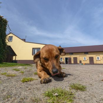 funny dog in sunny day, animals series