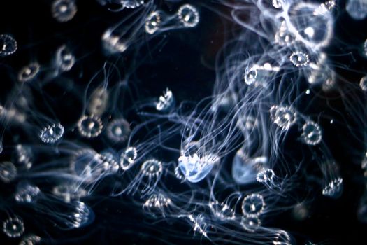 jellyfish in an aquarium tank