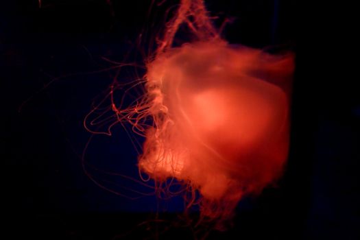 jellyfish in an aquarium tank