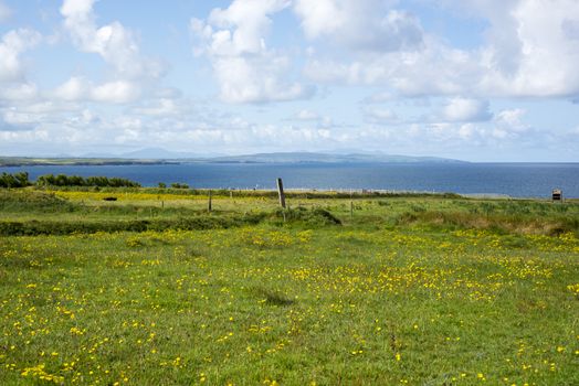 cliff walk in ballybunion county kerry on the wild atlantic way with a field of buttercups in foreground