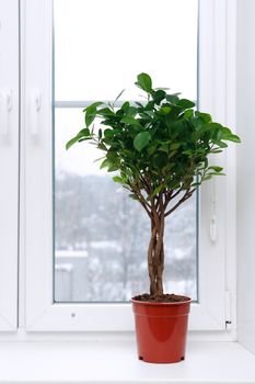 Home interior. Nice ficus in flower pot on windowsill