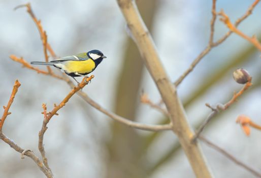 Great Tit (Parus major) resting on a branch