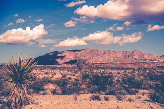 California Summer Desert Theme Vintage Color Grading. Southern California