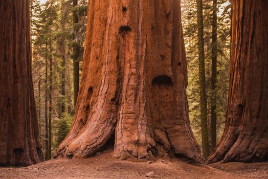 Giant Sequoia Trees in Sequoia National Forest, California, USA.