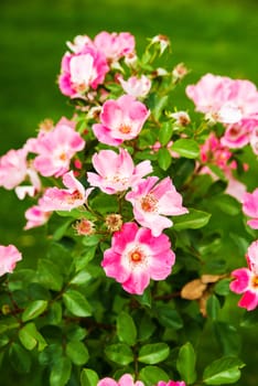 Pink Blossom Flowers. Spring in the Garden. Vertical Photo.