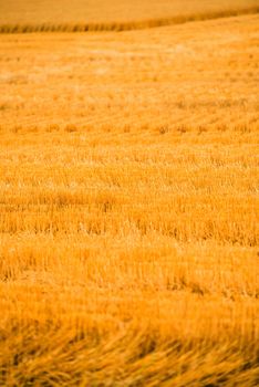 Harvested Golden Wheat Field in Vertical Photography