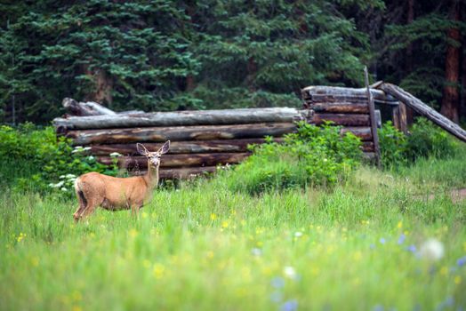 Young Elk and Old Damaged Log Cabin. Colorado, USA.