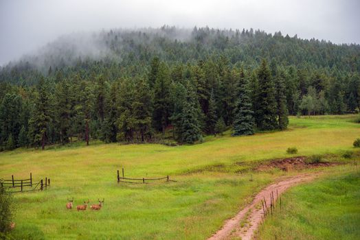 Elk Gang on the Foggy Mountain Meadow. Colorado North American Elk.