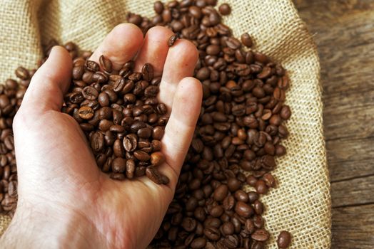 Coffee Beans Examination Closeup Photo.