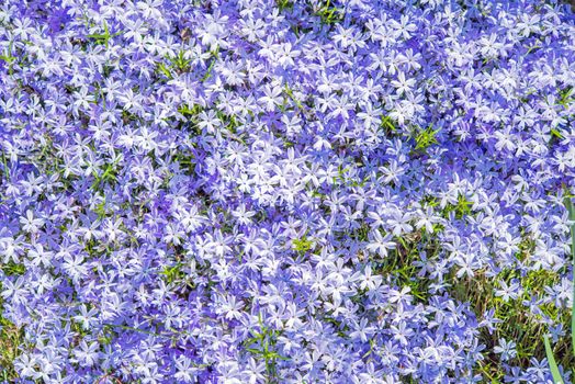 Violet Flowers Background. Tiny Blossom Violet Flowers.