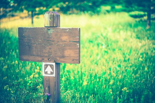 Blank Wood Trail Sign on the Green Summer Meadow.