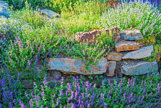 Rockery Garden Closeup. Rocks Covered by Small Violet Flowers. Gardening Theme.