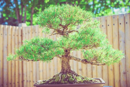 Bonsai Pine Tree with Wooden Fence in the Background. Bonsai Garden Art. 