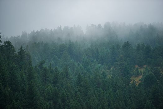 Foggy Forest Hill. Fogy Mountain Weather