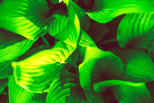 Green Leaves Photo Background. Gardening Theme.