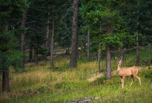 Young Colorado Elk. North American Elk on the Meadow.