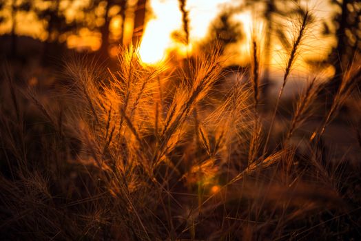 Summer Sunset Meadow. Meadow Grasses and Plants Closeup. Reddish Sunset.