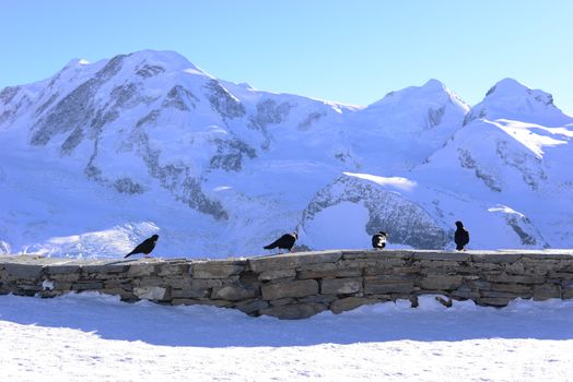 four black crows on stone fence with snow mountain