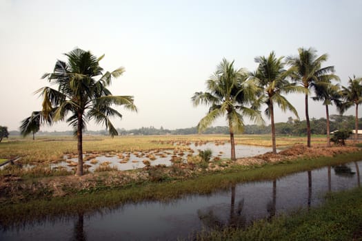 Rice field in Kumrokhali, West Bengal, India.