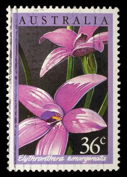 Stamp printed in Australia shows Elythranthera emarginata, circa 1986