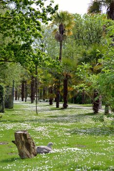 daisy woods in fota wildlife park near cobh county cork ireland