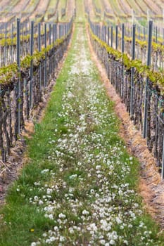 Vineyard in Pfalz, Germany