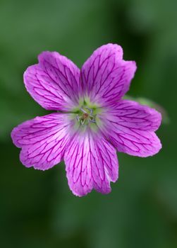 Endres cranesbill (lat. Geranium endressii)