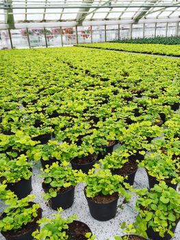 Garden center. Pots with plants in a greenhouse.