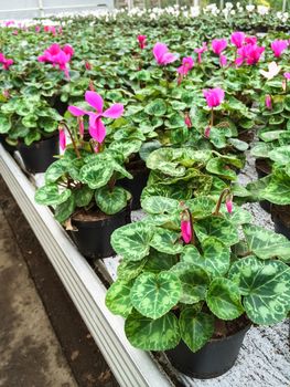 Garden center. Cultivated cyclamen flowers in a greenhouse.