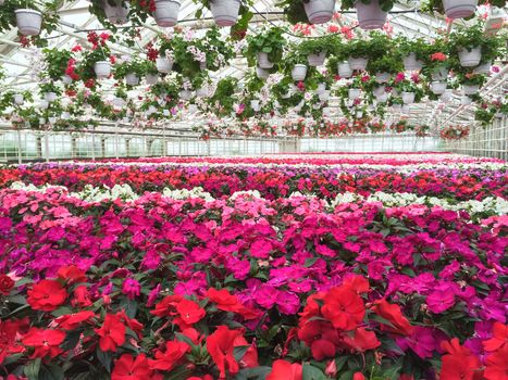 Garden center. Colorful variety of flowers in a greenhouse.