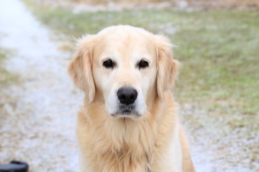 Golden retrieve, golden, pet, dog, natur