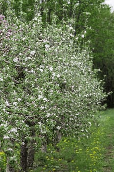 apple tree orchard filled with white flower in full bloom