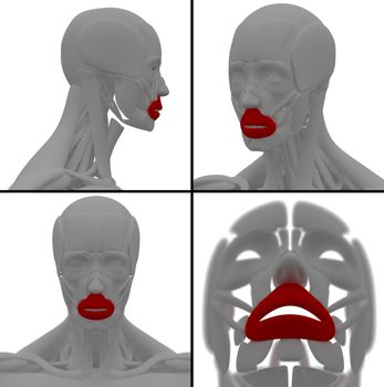 medical illustration of the orbicularis oris