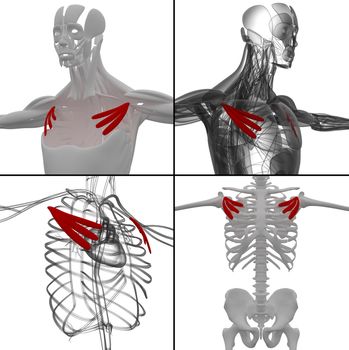 medical illustration of the pectoralis minor