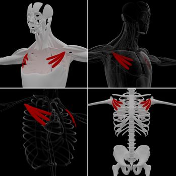 medical illustration of the pectoralis minor