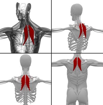 medical illustration of the Rhomboideus