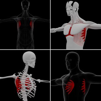 medical illustration of the serratus anterior