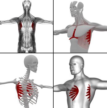 medical illustration of the serratus anterior