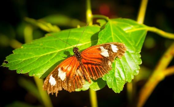 Butterfly orange wings with white blotches wings open on green leaf.