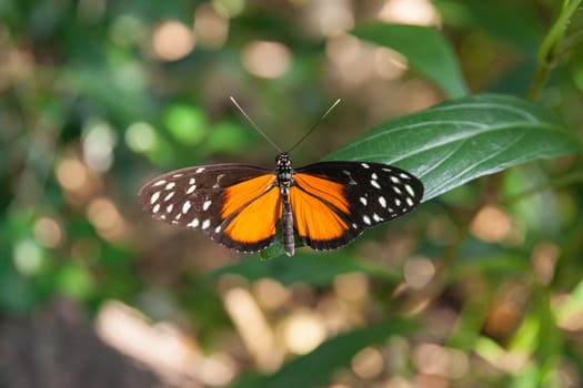 brightly colored crimson patch butterfly settled wings open on green leaf