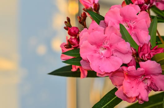 Beautyfull Sweet Oleander flower on tree